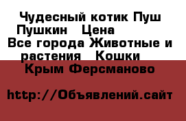 Чудесный котик Пуш-Пушкин › Цена ­ 1 200 - Все города Животные и растения » Кошки   . Крым,Ферсманово